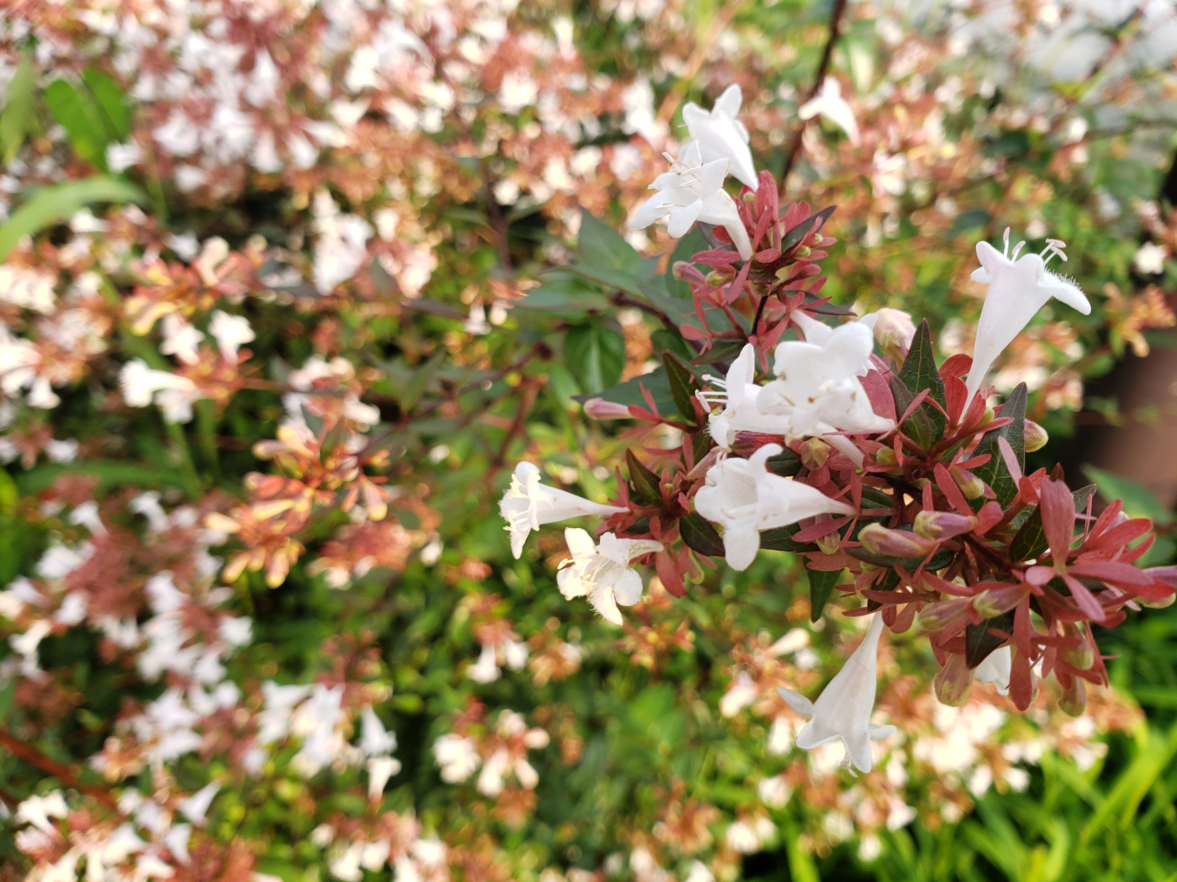 今日の花は ツクバネウツギ 衝羽根空木 アベリア です 九和楽ブログ 土産 通販 九度山 慈尊院 真田庵のほど近く
